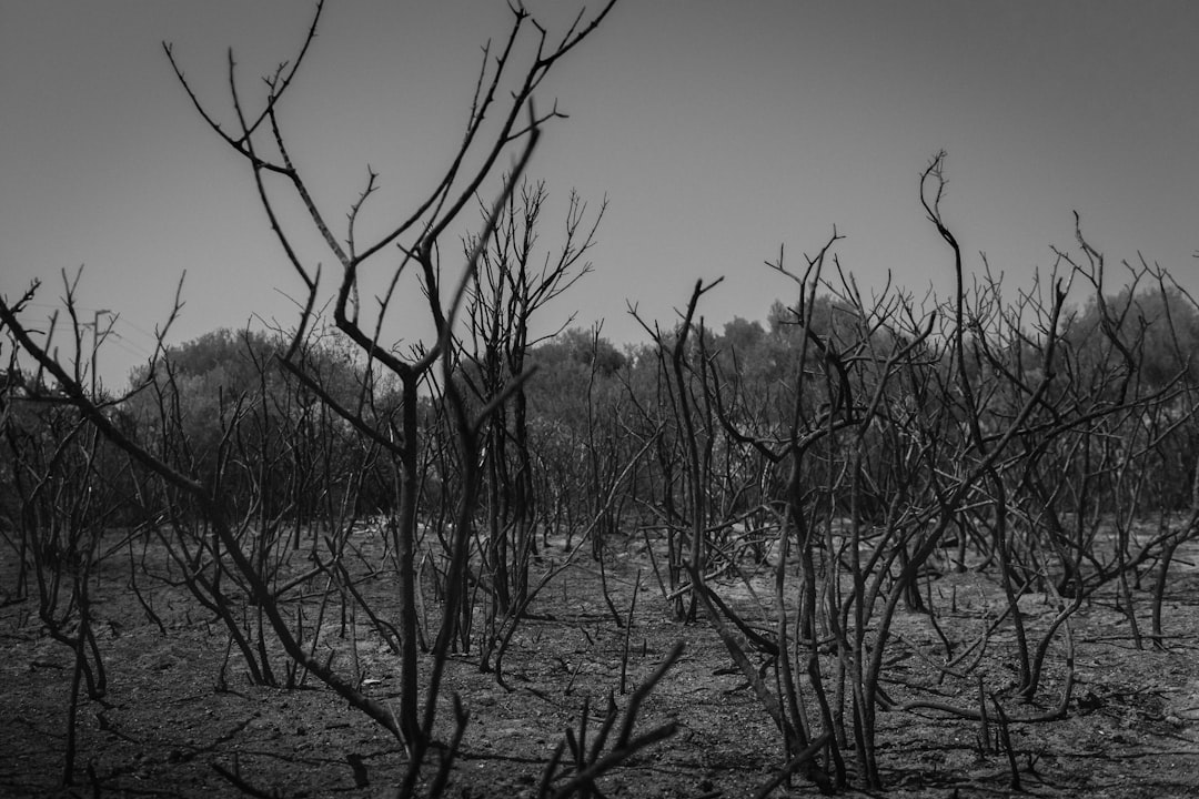 ashes-640x480-95499815.jpeg
