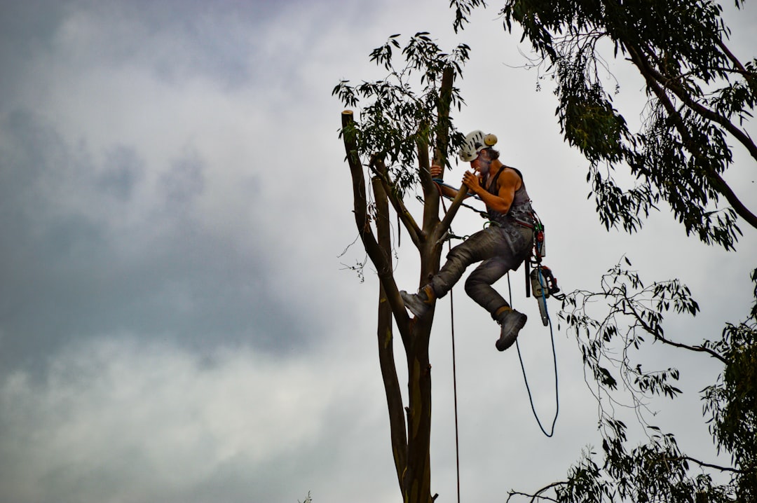 chainsaw-640x480-51453554.jpeg