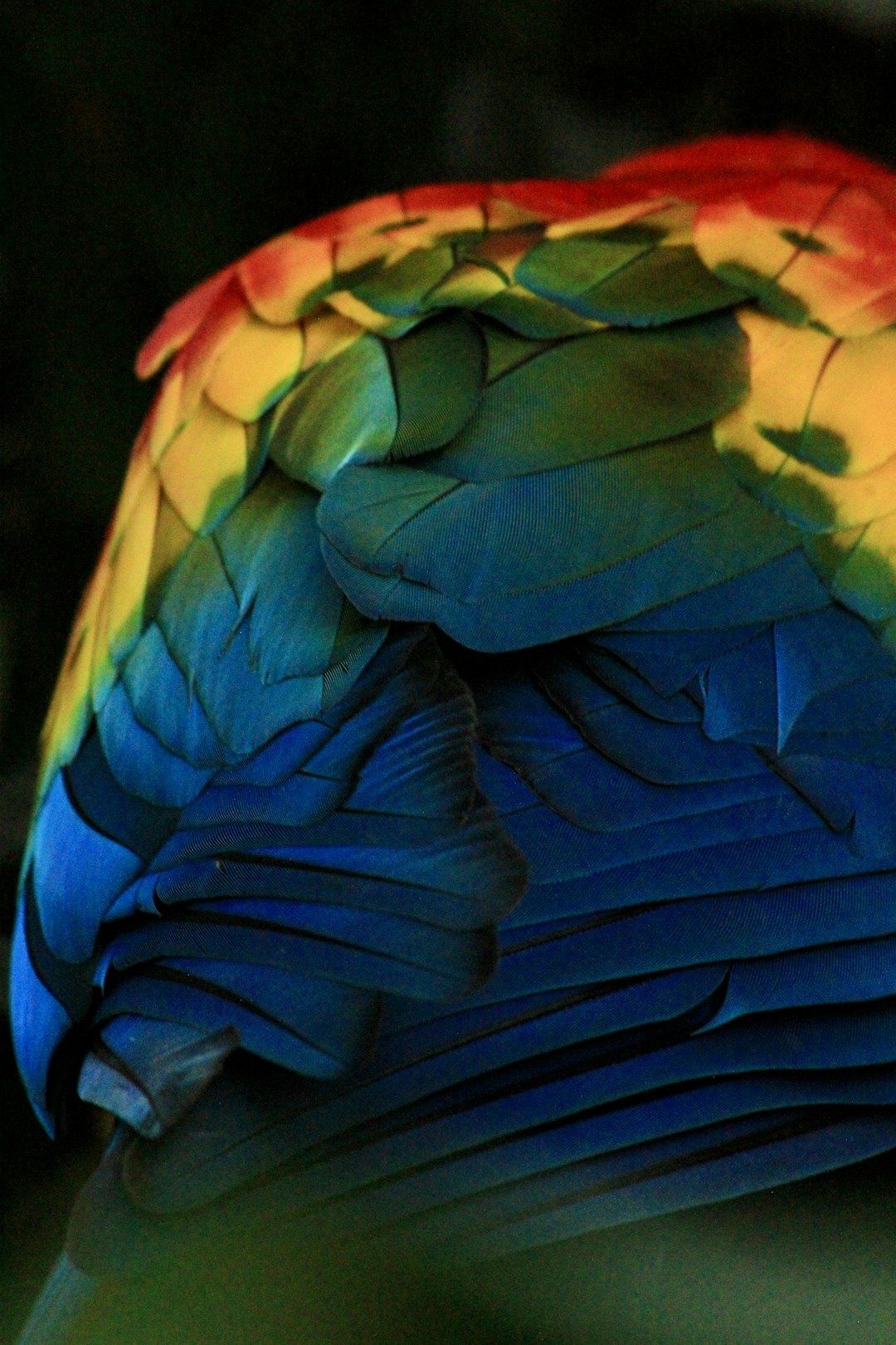 colorbond-640x480-70107264.jpeg