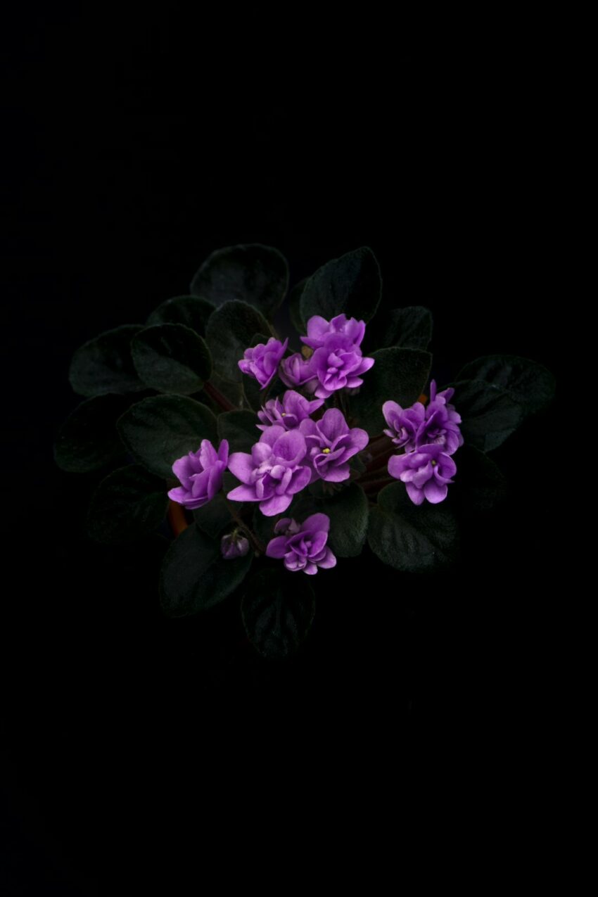 flowers-640x480-28057972.jpeg
