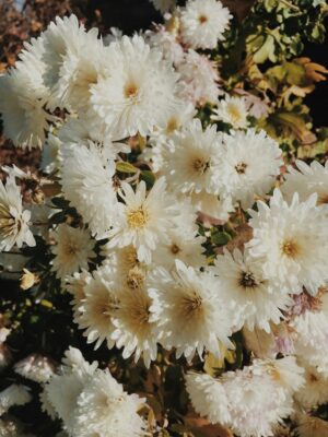 flowers-640x480-40416983.jpeg