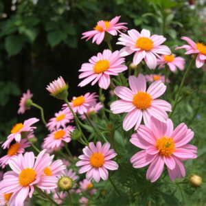 flowers-640x480-52449860.jpeg