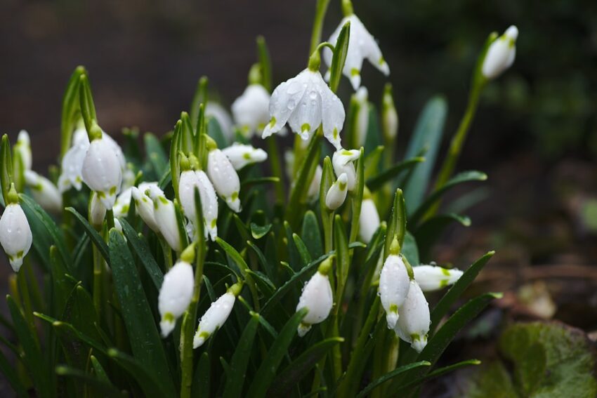 flowers-640x480-62267141.jpeg