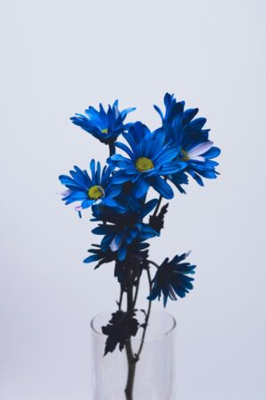 flowers-640x480-6260246.jpeg