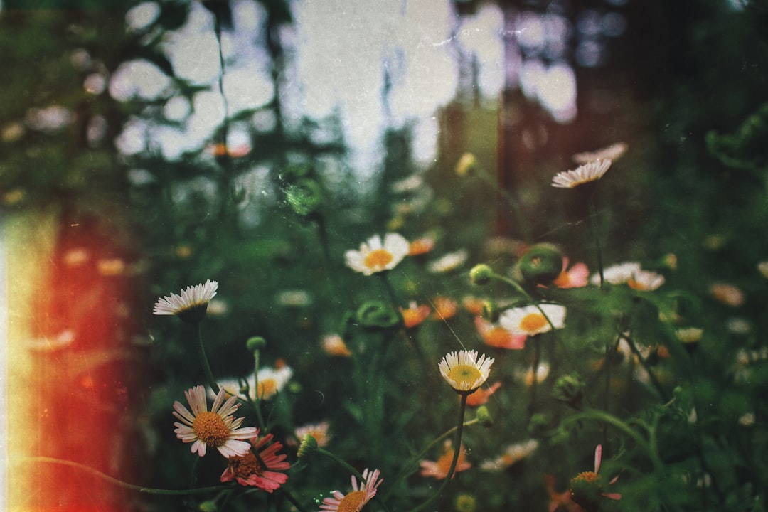 flowers-640x480-68559292.jpeg