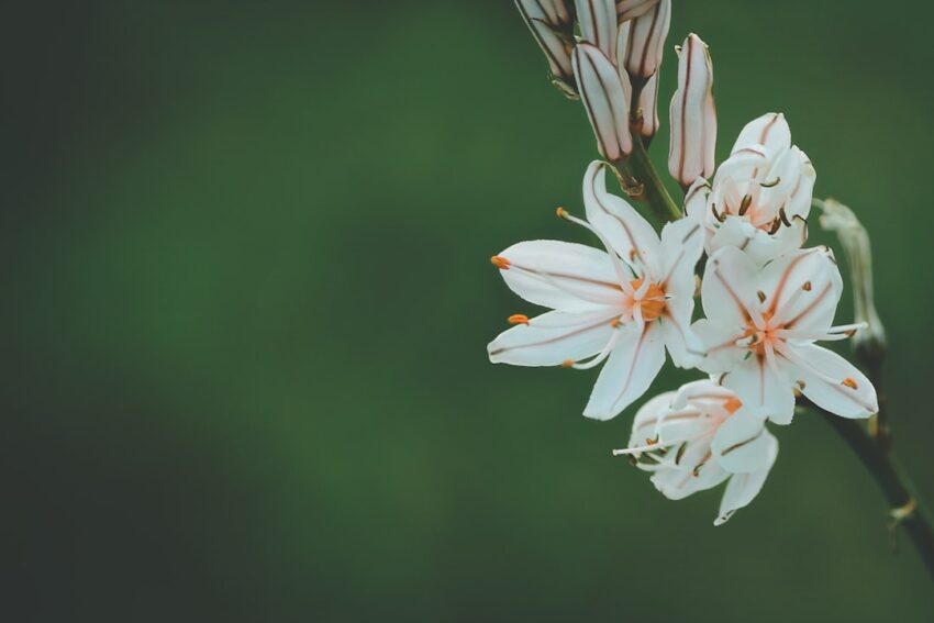 flowers-640x480-74118323.jpeg