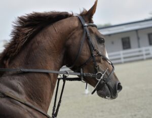 horse-640x480-10934407.jpeg