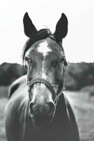 horse-640x480-1479490.jpeg