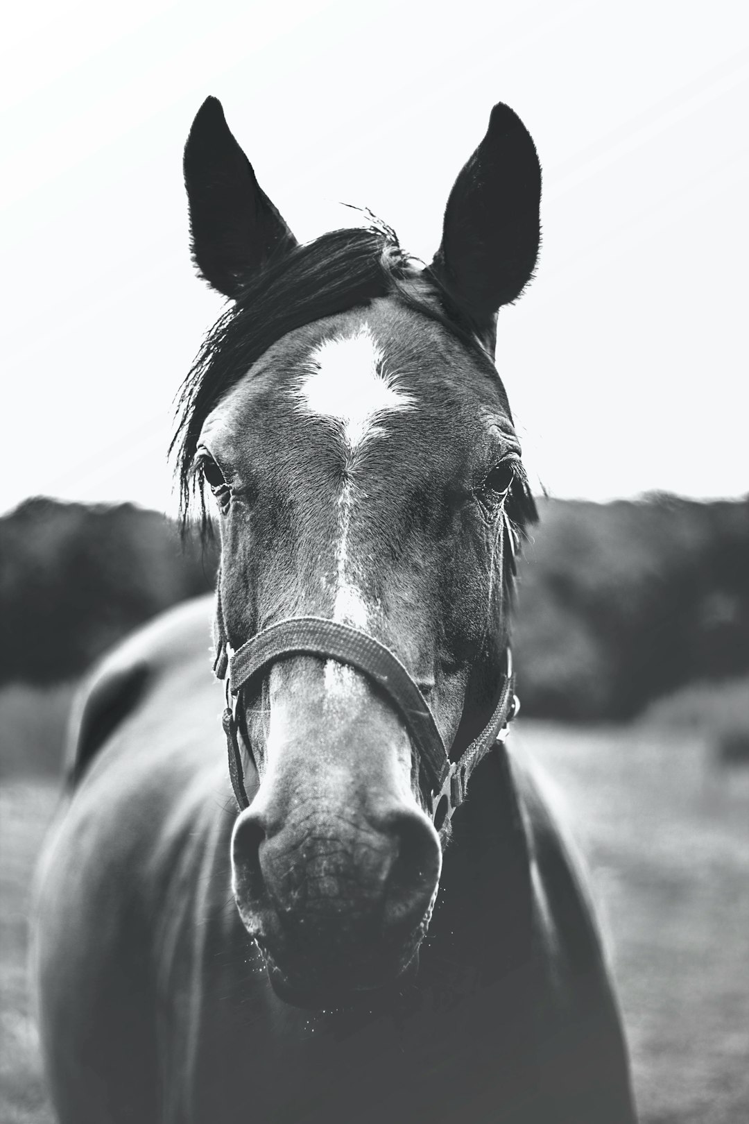 horse-640x480-1479490.jpeg