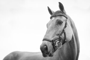 horse-640x480-28176060.jpeg