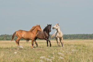 horse-640x480-53833624.jpeg