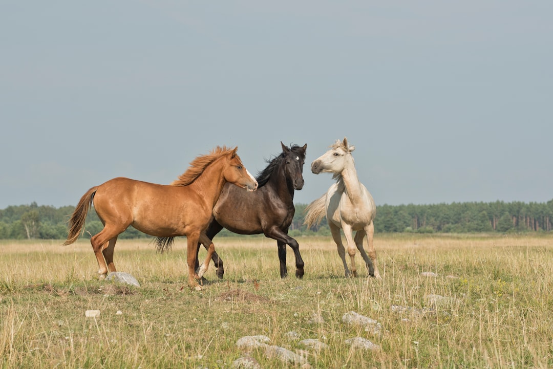 horse-640x480-53833624.jpeg