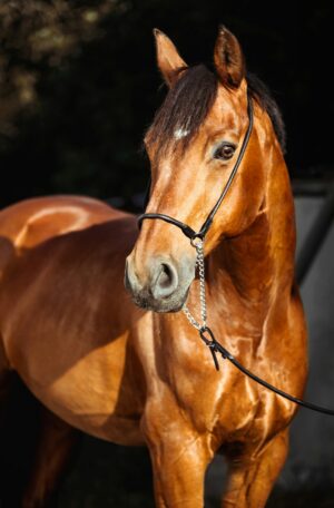 horse-640x480-91759537.jpeg