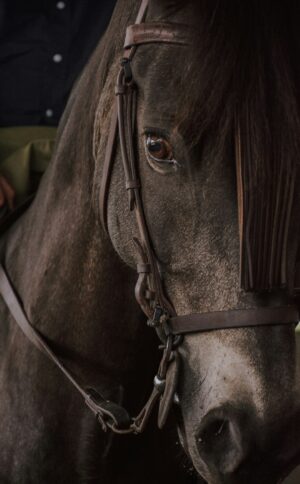 horse-640x480-9310684.jpeg