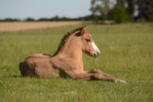 horse-640x480-99609914.jpeg