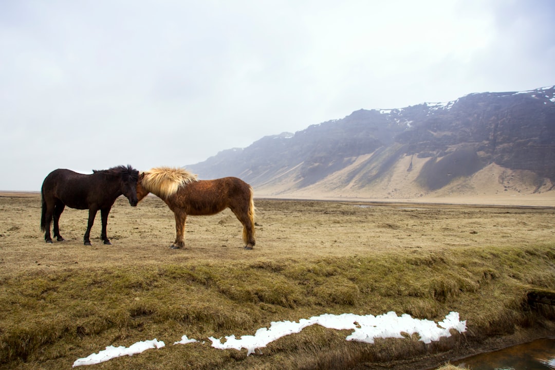 horses-640x480-42271022.jpeg
