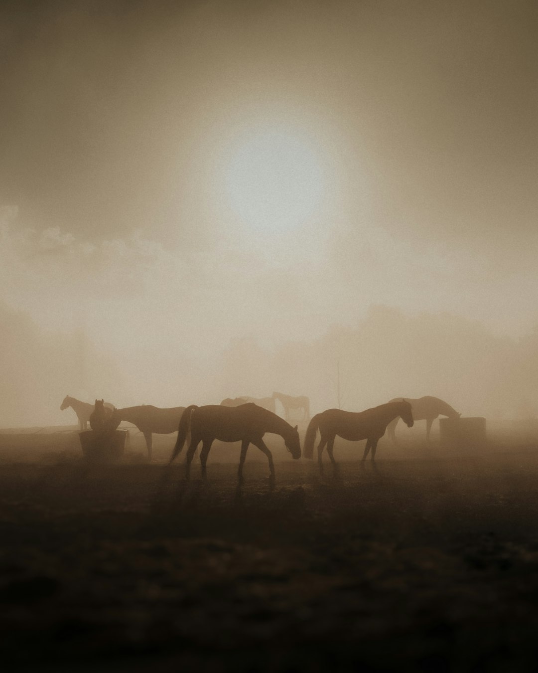 horses
