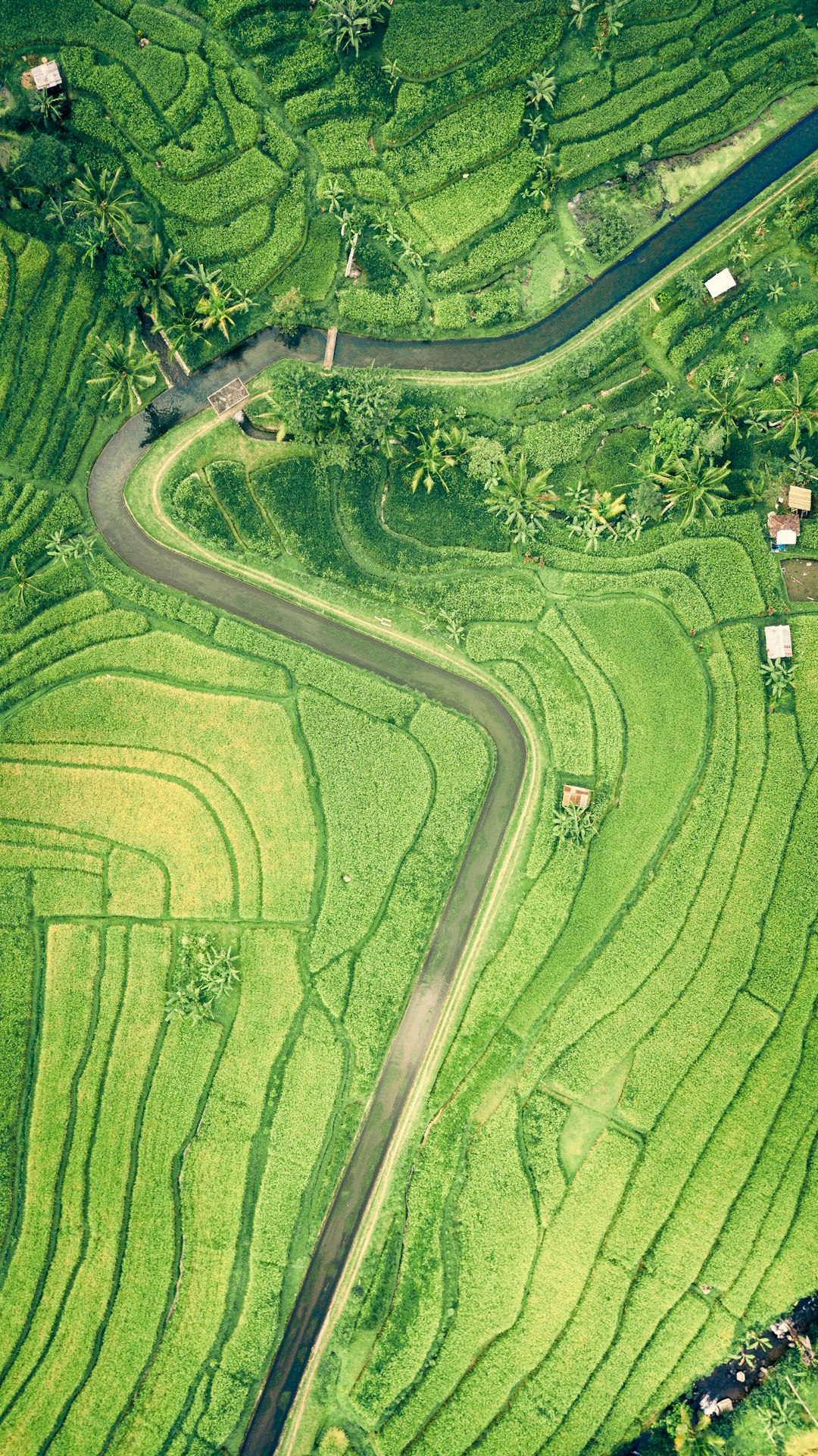 irrigation