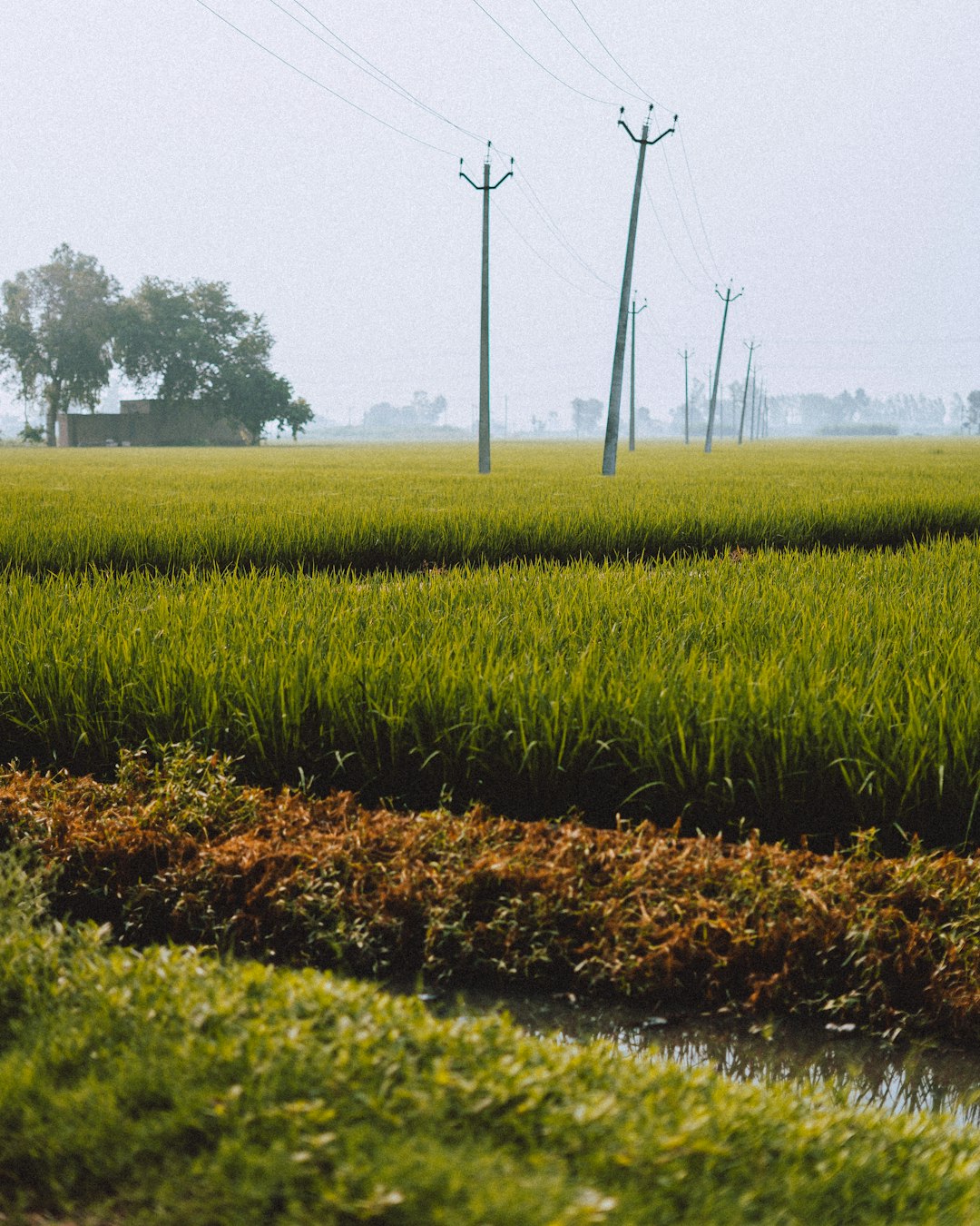 irrigation