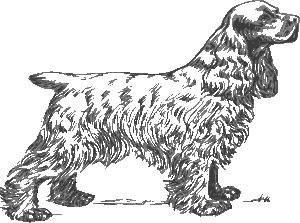 Paw4paws: Revolutionizing Dog Grooming with Doorstep Convenience
