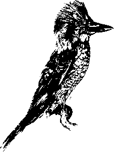 npressfetimg-123.png