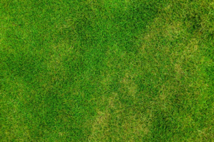 npressfetimg-1428.png