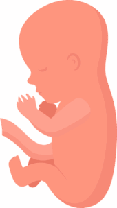 npressfetimg-1463.png