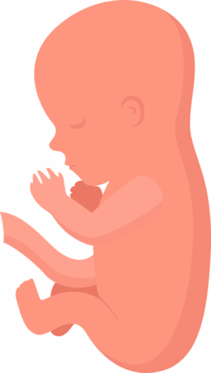 npressfetimg-1463.png