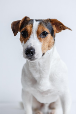 Hypoallergenic Shampoos for Paw4paws Dog Wash: A Comprehensive Guide for Sensitive Dogs