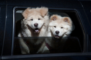 Paw4paws Oatmeal Shampoo: Sensitive Skin Care for Dogs in Albury Wodonga