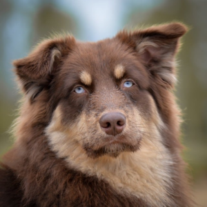 Paw4Paws: Revolutionizing Dog Wash Services in Wodonga