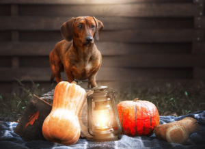 Paw4Paws: Professional Dog Wash for Anxious Pets in Wodonga