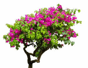 npressfetimg-3296.png