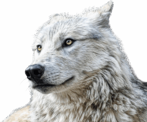 npressfetimg-3608.png