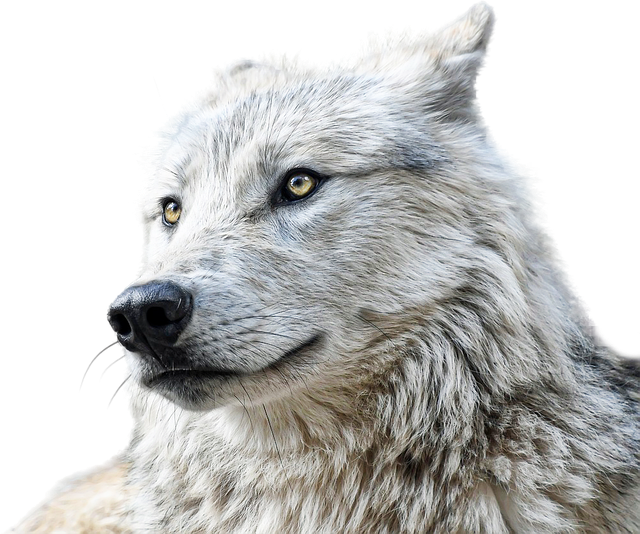 npressfetimg-3608.png