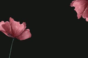 npressfetimg-403.png