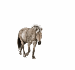 npressfetimg-4622.png
