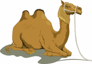 npressfetimg-4628.png