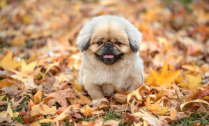 Paw4paws: Transforming Dog Care for Traumatized Pets