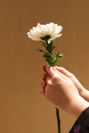 Exploring Tobin Brothers Funerals Wodonga: Services, Location, and Reputation