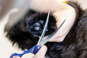 Paw4paws: Professional Dog Wash & Trim in Wodonga for Healthy Fur