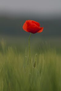 remembrance-640x480-14429218.jpeg