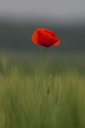 remembrance-640x480-14429218.jpeg