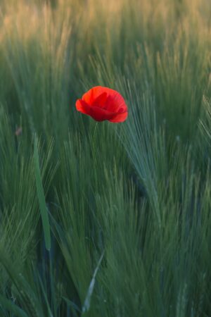 remembrance-640x480-33050975.jpeg