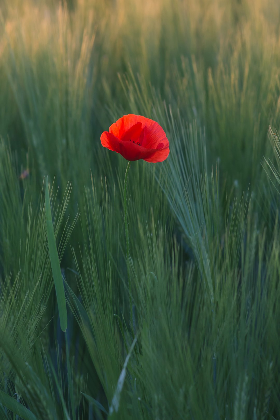 remembrance-640x480-33050975.jpeg