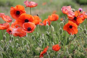 remembrance-640x480-36945775.jpeg