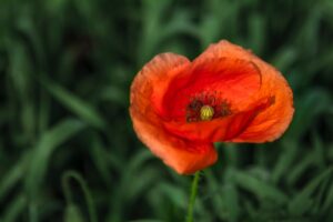 remembrance-640x480-6755488.jpeg