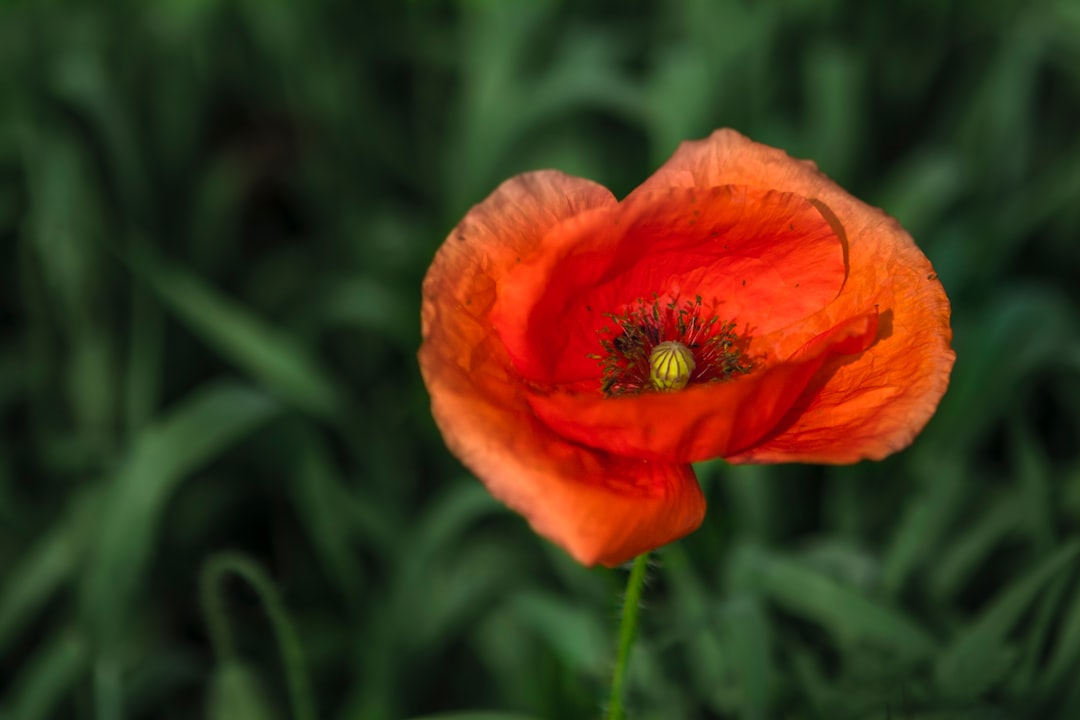 remembrance-640x480-6755488.jpeg