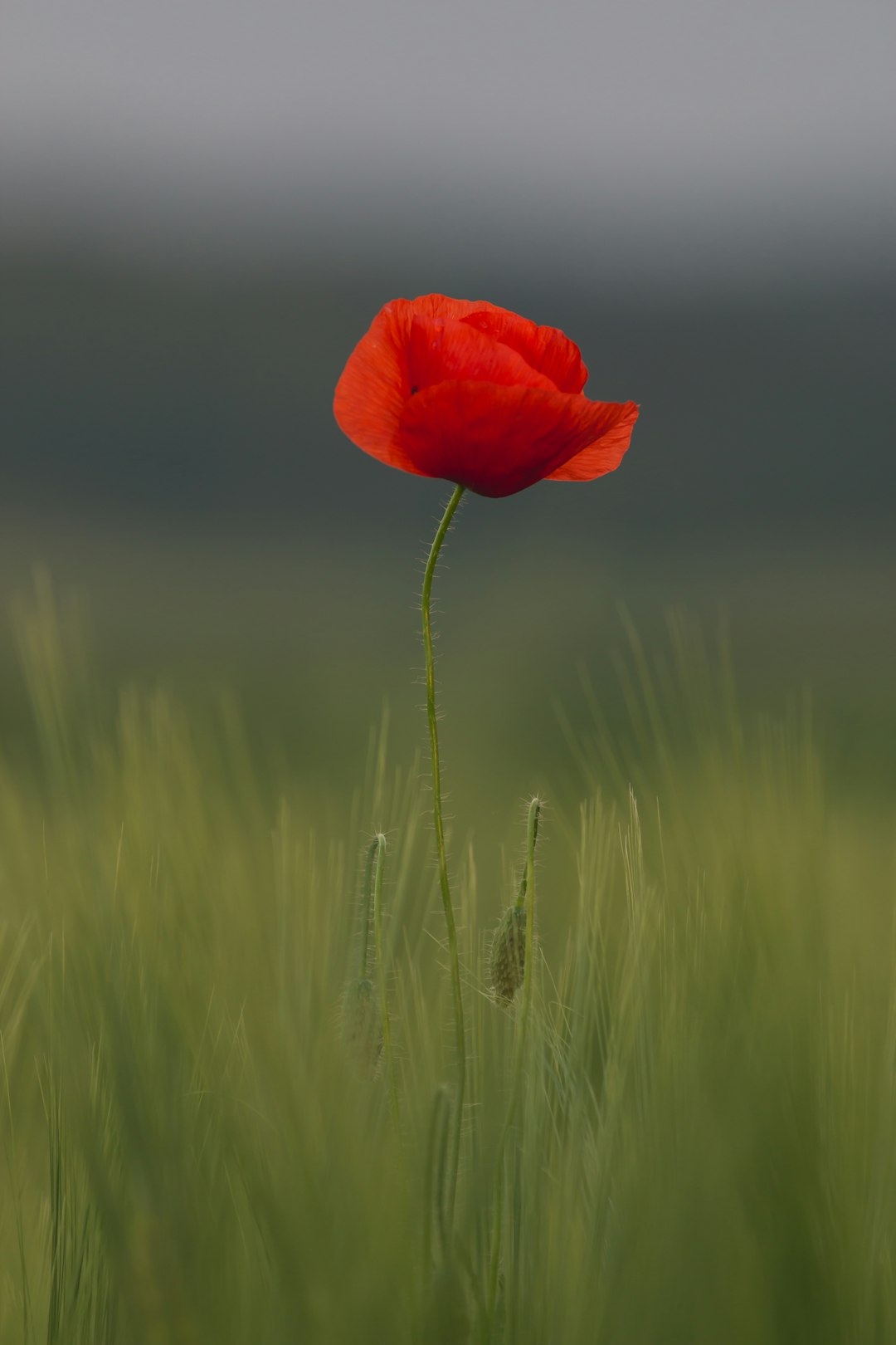 remembrance-640x480-91752014.jpeg