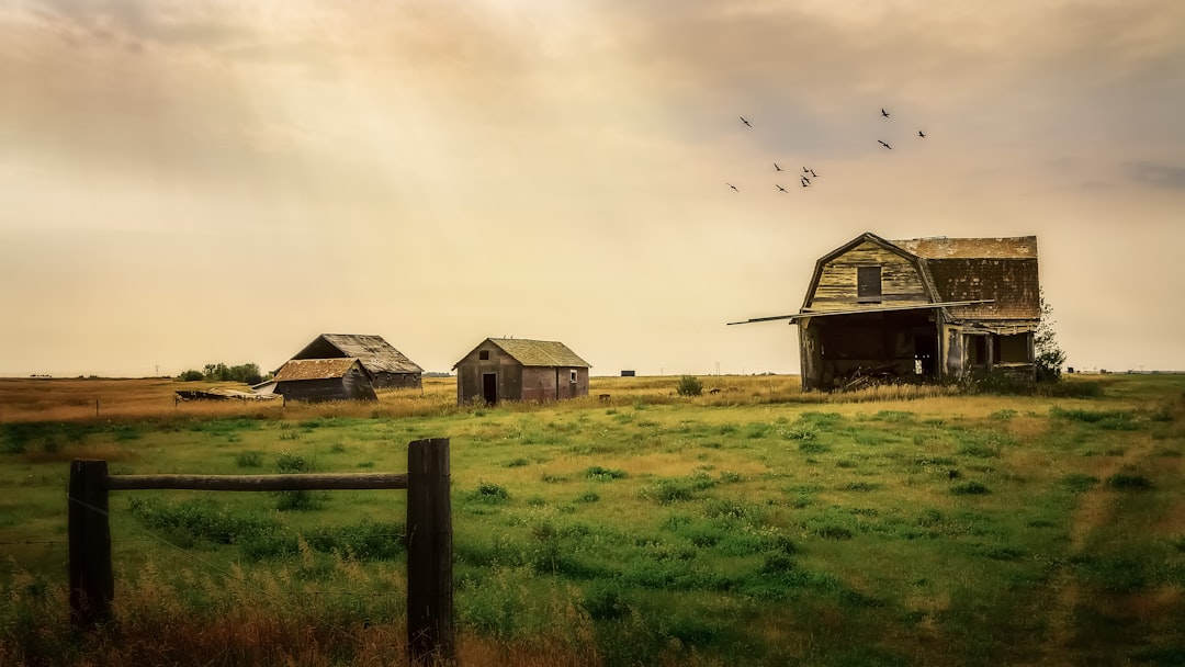 sheds